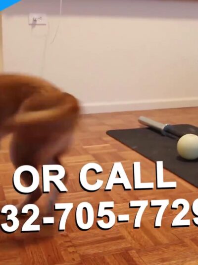 Jersey City Dog Walking - Jersey City, NJ