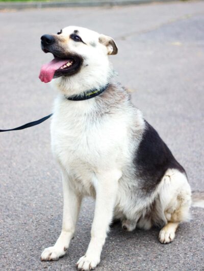 Jersey City Dog Walking - Jersey City, NJ