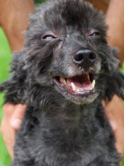 Jersey City Dog Walking - Jersey City, NJ