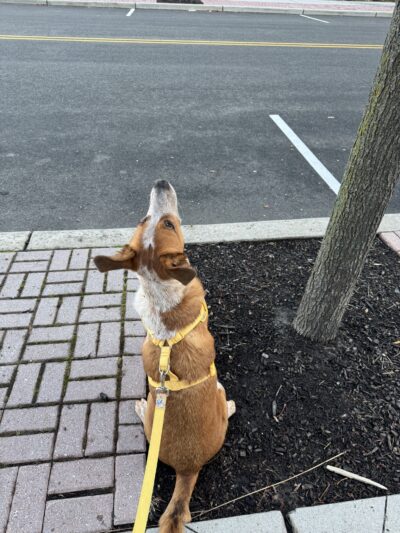 Jersey City Dog Walking - Jersey City, NJ