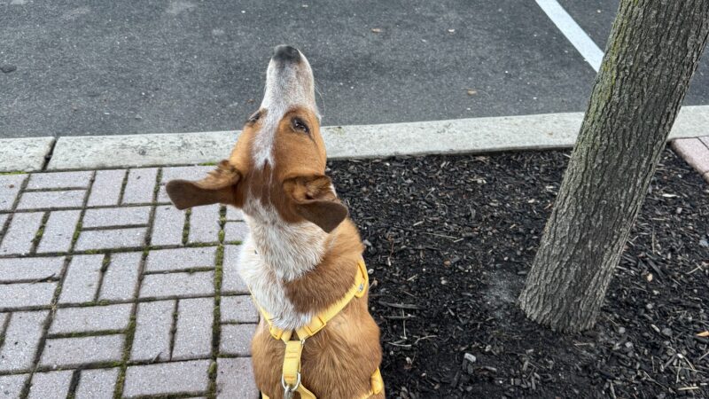 Jersey City Dog Walking - Jersey City, NJ