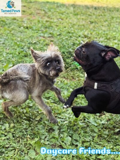 Tamed Paw's Dog Daycare and Dog Sitting - Jersey City, NJ