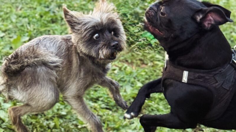 Tamed Paw's Dog Daycare and Dog Sitting - Jersey City, NJ