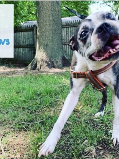 Tamed Paw's Dog Daycare and Dog Sitting - Jersey City, NJ