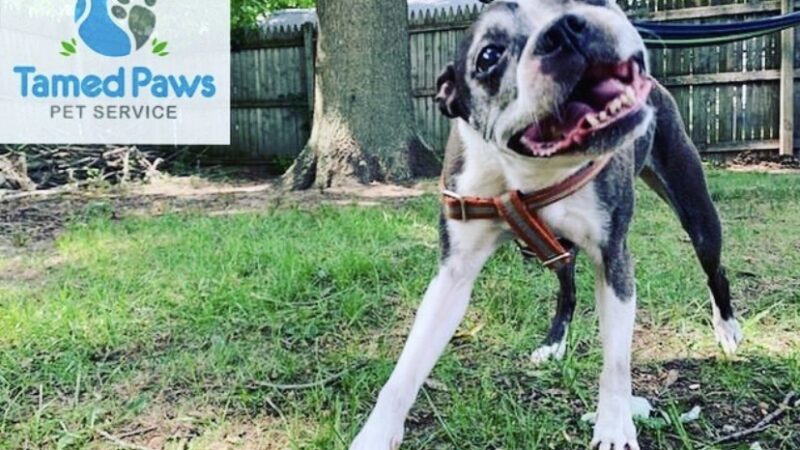 Tamed Paw's Dog Daycare and Dog Sitting - Jersey City, NJ