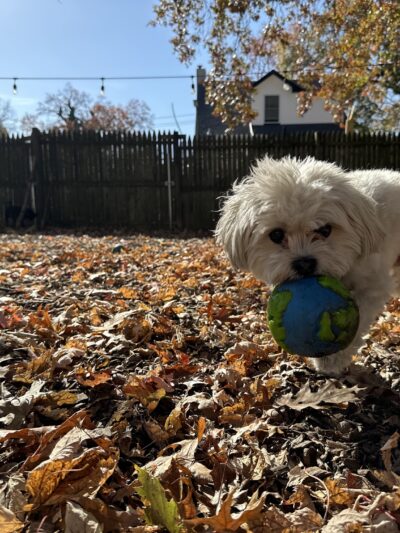 Tamed Paw's Dog Daycare and Dog Sitting - Jersey City, NJ