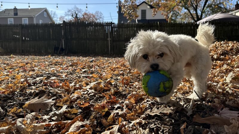 Tamed Paw's Dog Daycare and Dog Sitting - Jersey City, NJ
