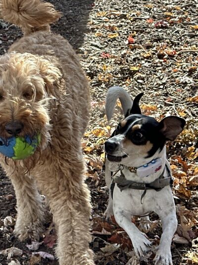 Tamed Paw's Dog Daycare and Dog Sitting - Jersey City, NJ