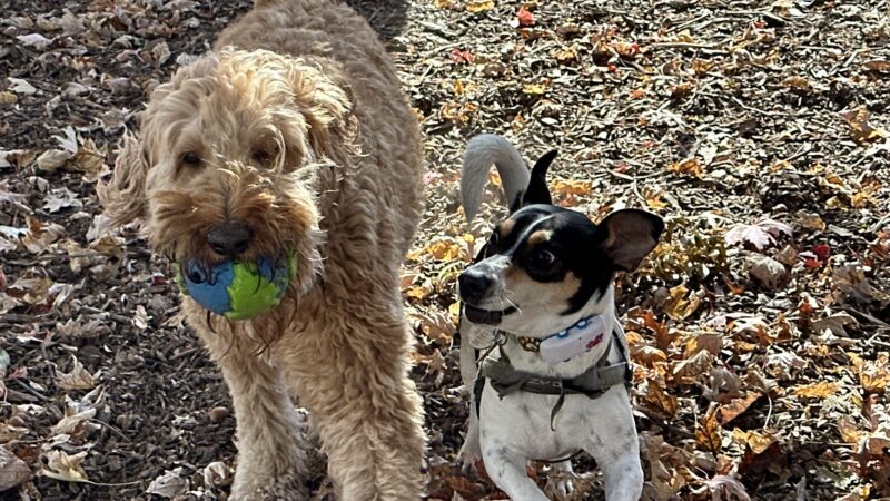 Tamed Paw's Dog Daycare and Dog Sitting - Jersey City, NJ