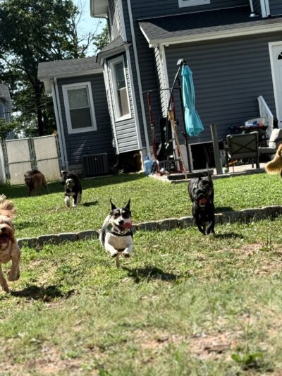Tamed Paw's Dog Daycare and Dog Sitting - Jersey City, NJ