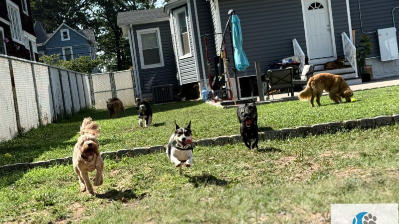 Tamed Paw's Dog Daycare and Dog Sitting - Jersey City, NJ