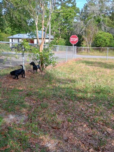 Jesup Dog Park - Small Dog Park - Jesup, GA
