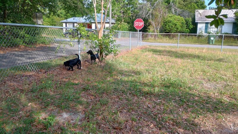 Jesup Dog Park - Small Dog Park - Jesup, GA