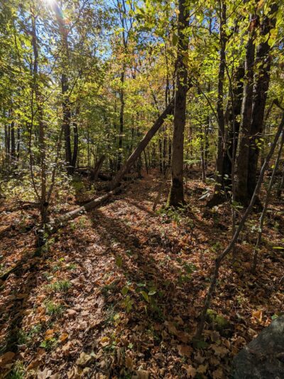Wildflower Walking Trail - Jim Falls, WI