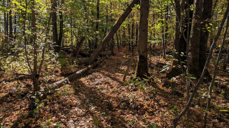 Wildflower Walking Trail - Jim Falls, WI