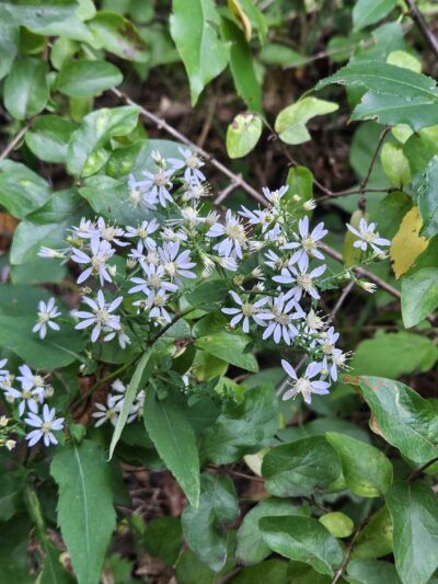 Wildflower Walking Trail - Jim Falls, WI