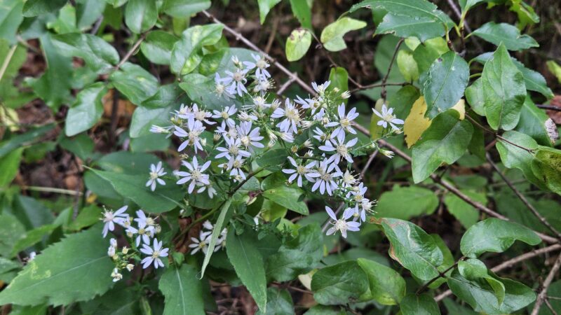 Wildflower Walking Trail - Jim Falls, WI