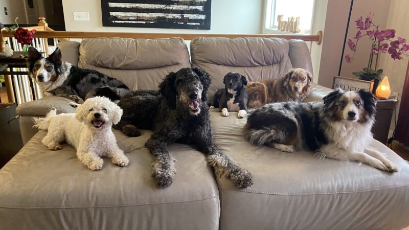 The Peaceful Pack - Johnston, RI