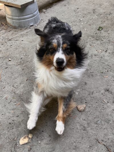 The Peaceful Pack - Johnston, RI