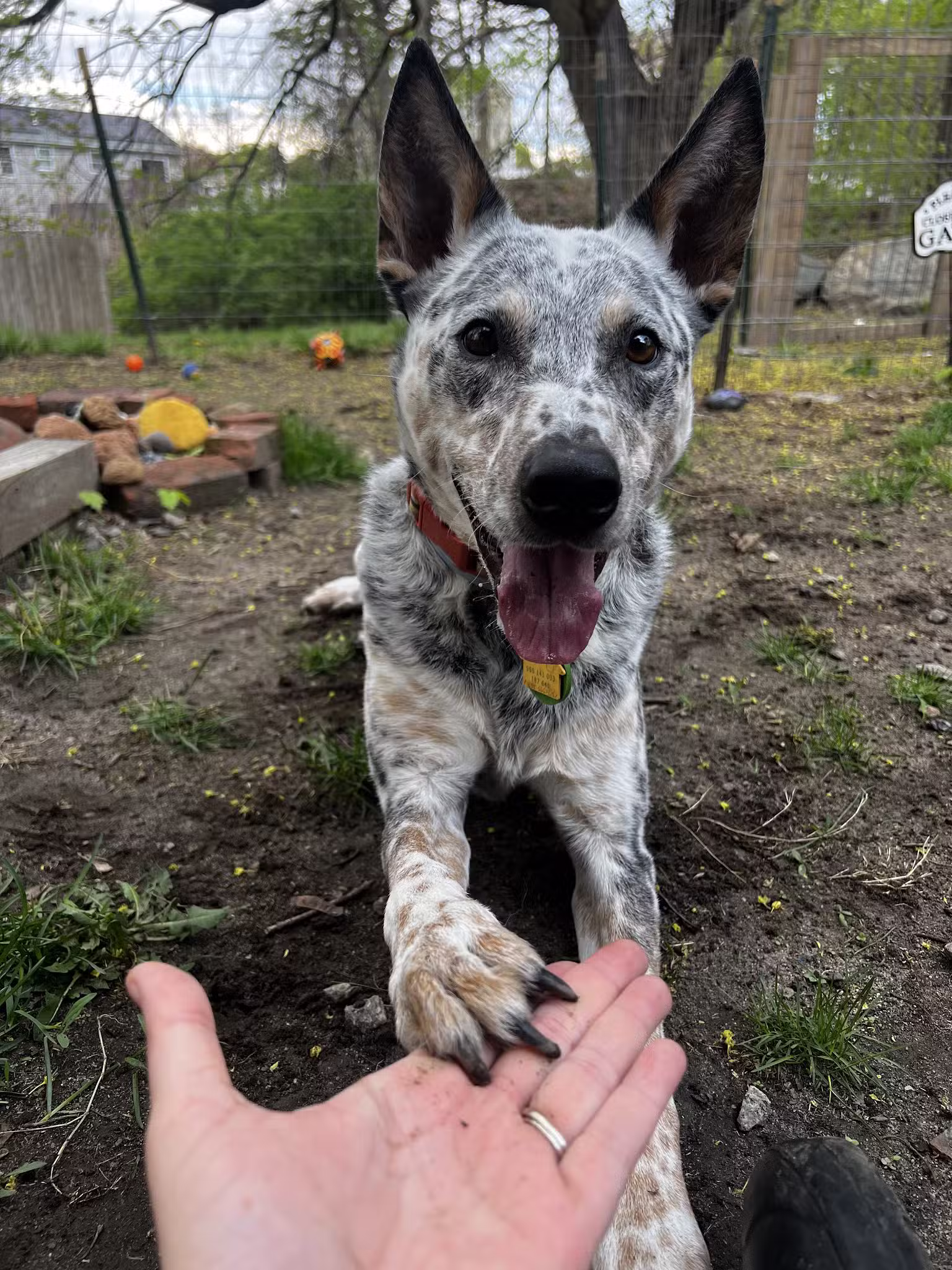 The Peaceful Pack - Johnston, RI