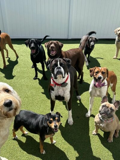 Bark and Stay LLC - Johnstown, NY