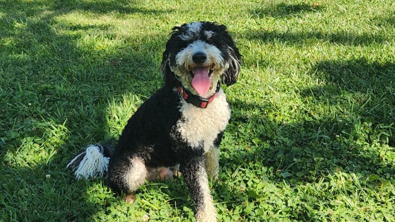 Johnstown (OH) Dog Park - Johnstown, OH
