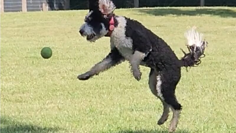 Johnstown (OH) Dog Park - Johnstown, OH