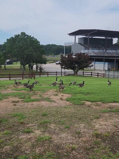 Bark Park - International Park - Jonesboro, GA