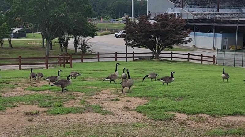 Bark Park - International Park - Jonesboro, GA