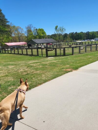 Bark Park - International Park - Jonesboro, GA