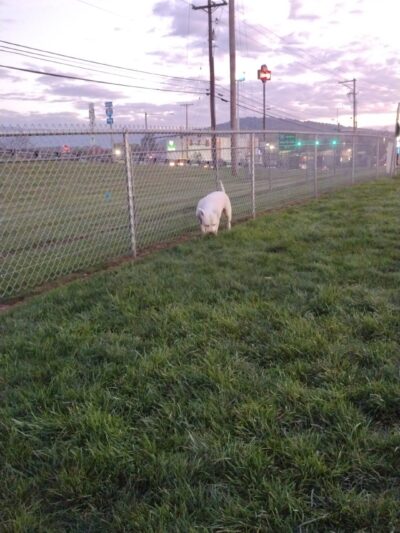 Dog Park at Love's Travel Stops - Jonestown, PA