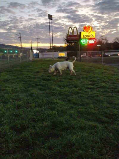 Dog Park at Love's Travel Stops - Jonestown, PA