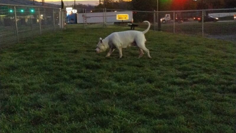 Dog Park at Love's Travel Stops - Jonestown, PA