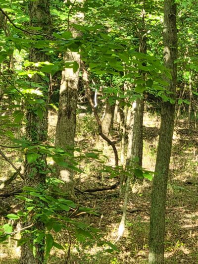 Frisco Greenway Trail - St. Louis Trailhead - Joplin, MO