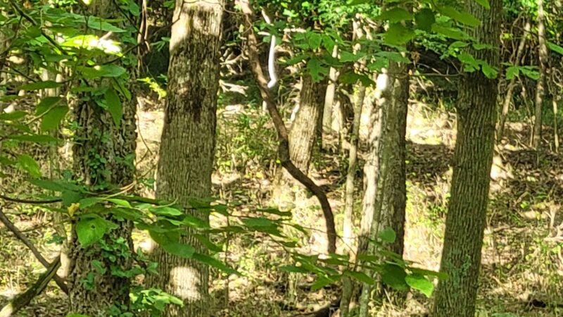 Frisco Greenway Trail - St. Louis Trailhead - Joplin, MO