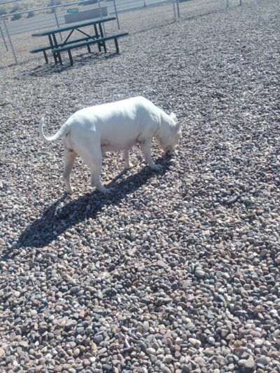 Dog Park at Love's Travel Stops - Joseph City, AZ