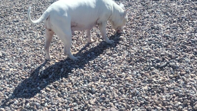 Dog Park at Love's Travel Stops - Joseph City, AZ