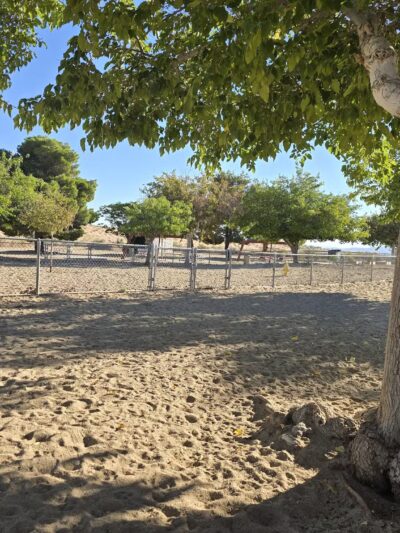 Dog Park - Joshua Tree, CA