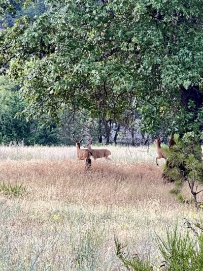 Junction City Park - Junction City, CA