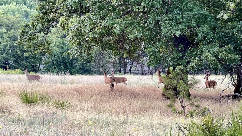 Junction City Park - Junction City, CA