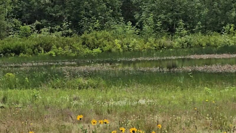 East Kirk Park - Junction City, OR