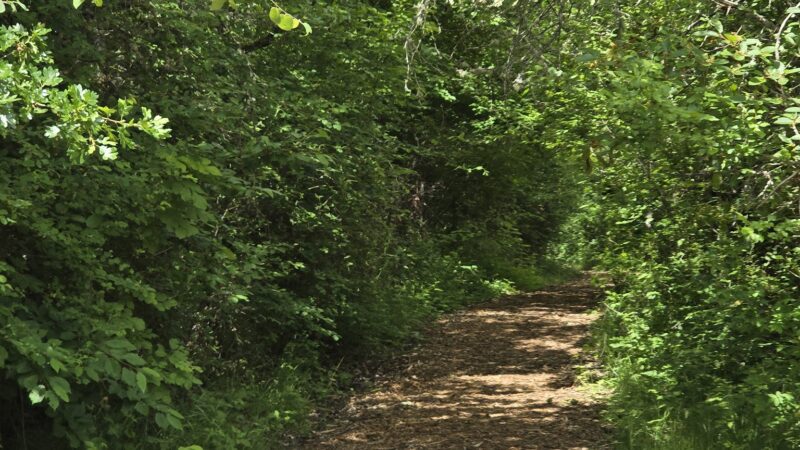 East Kirk Park - Junction City, OR