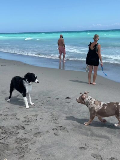 Dog beach - Jupiter, FL