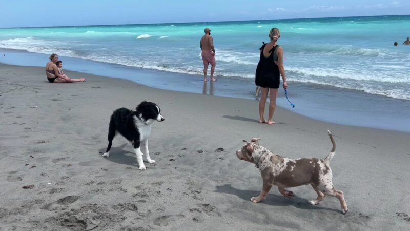 Dog beach - Jupiter, FL