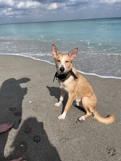 Dog beach - Jupiter, FL