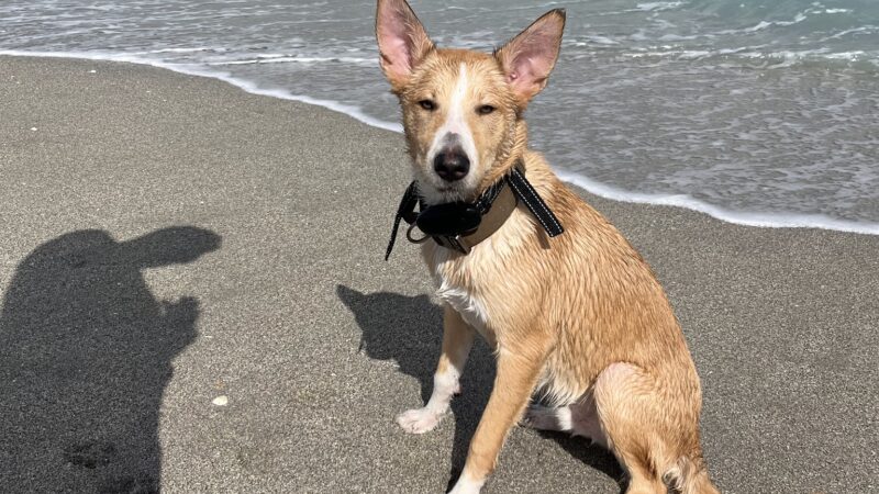 Dog beach - Jupiter, FL