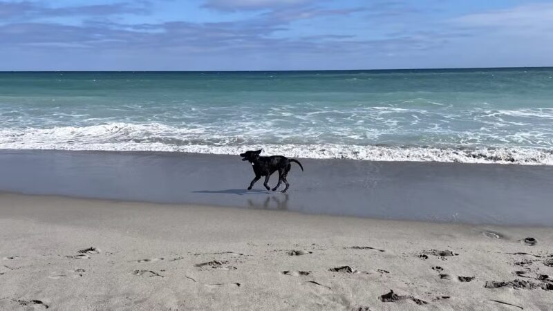 Dog beach - Jupiter, FL