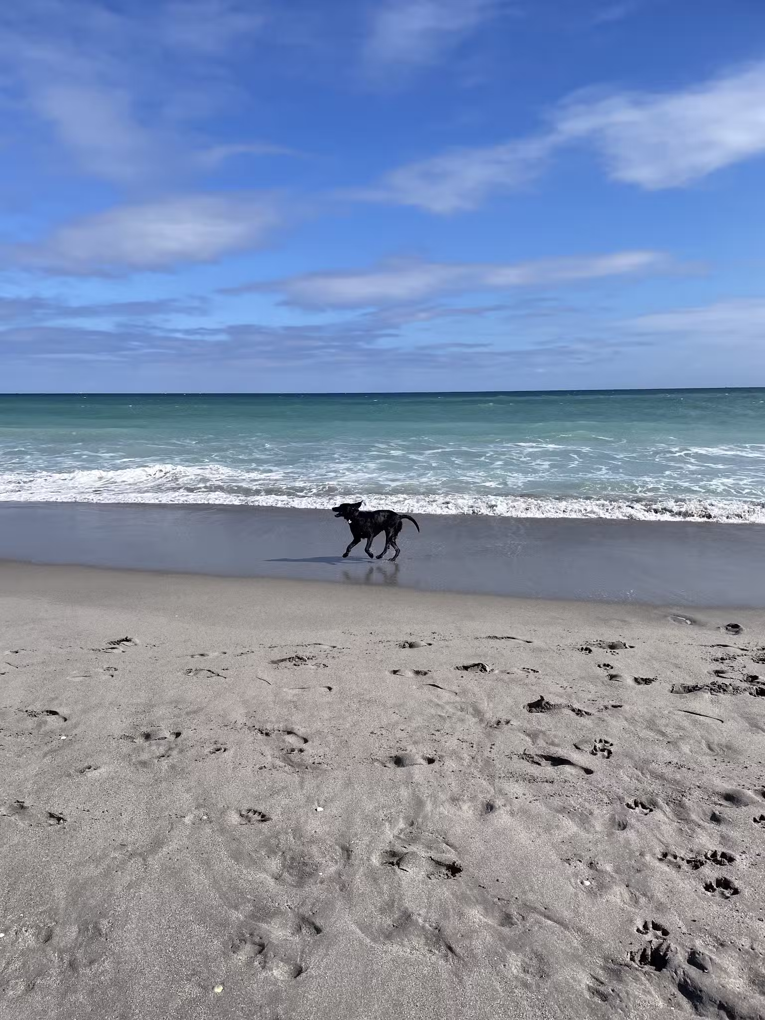 Dog beach - Jupiter, FL