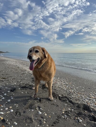 Dog Beach - Jupiter, FL