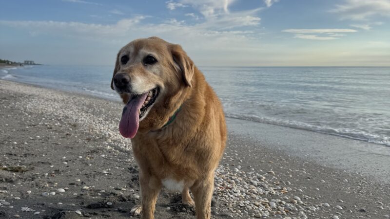 Dog Beach - Jupiter, FL